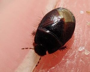 Macrofoto van een heel klein beestje