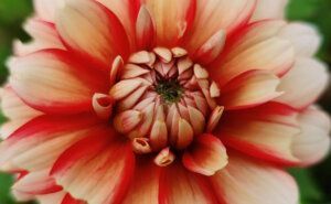 Macrofoto van een rode dhalia