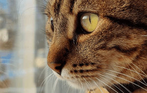 Macrofoto van een kat
